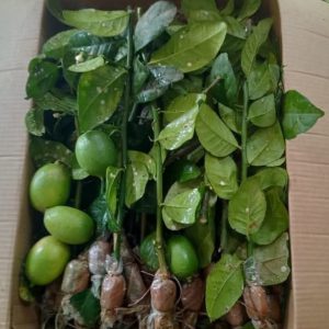৫ পিস গুটি কলম ১৫০ টাকা